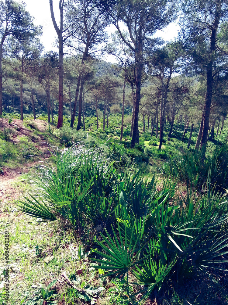 Fototapeta premium Explore the unique and wild beauty of palm trees among pine trees in nature a journey into the heart of breathtaking landscapes and serenity