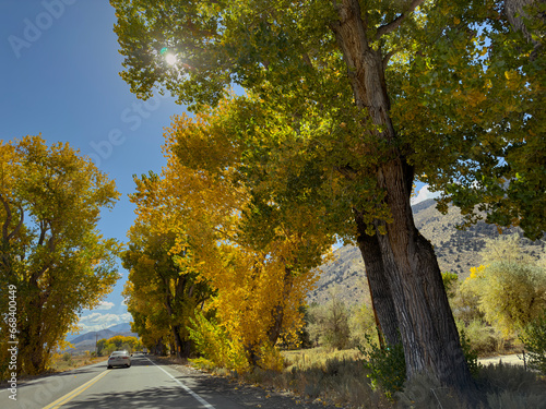 Giant Cottonwoods near Coleville photo