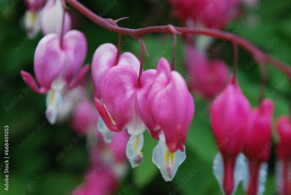 In Bloom Bleeding Hearts Full Color Side View Perspective in Macro Closeup In Bloom Bleeding Hearts Full Color Side View Perspective in Macro Closeup