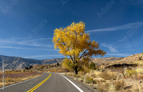 Cottonwood in Fall at East End of Monitor Pass