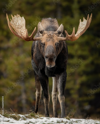 Fototapeta Naklejka Na Ścianę i Meble -  Moose in the Rocky Mountains 