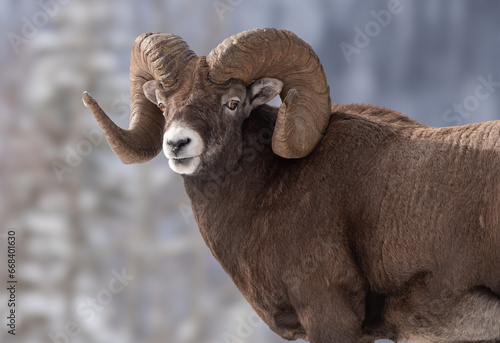 Bighorn sheep in Jasper National Park, Canada 