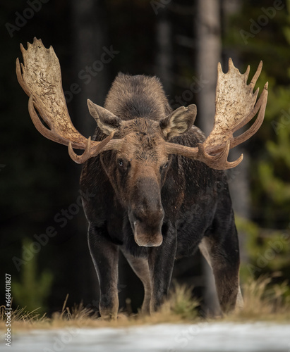 Moose in the Rocky Mountains  © Harry Collins