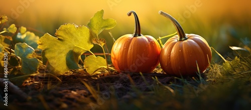 Mini pumpkins leaves grass sunset Thanksgiving Autumn