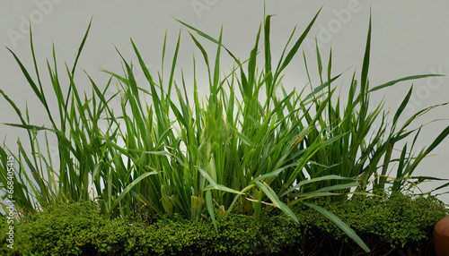 green grass isolated for object design