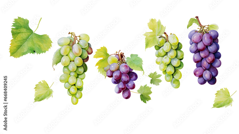 Fototapeta premium bunch of grapes. watercolor grapes branch set isolated.cut-out png.