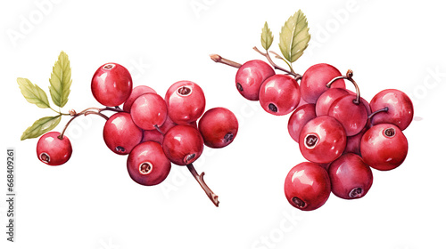watercolor cranberry isolated.cut-out png. photo