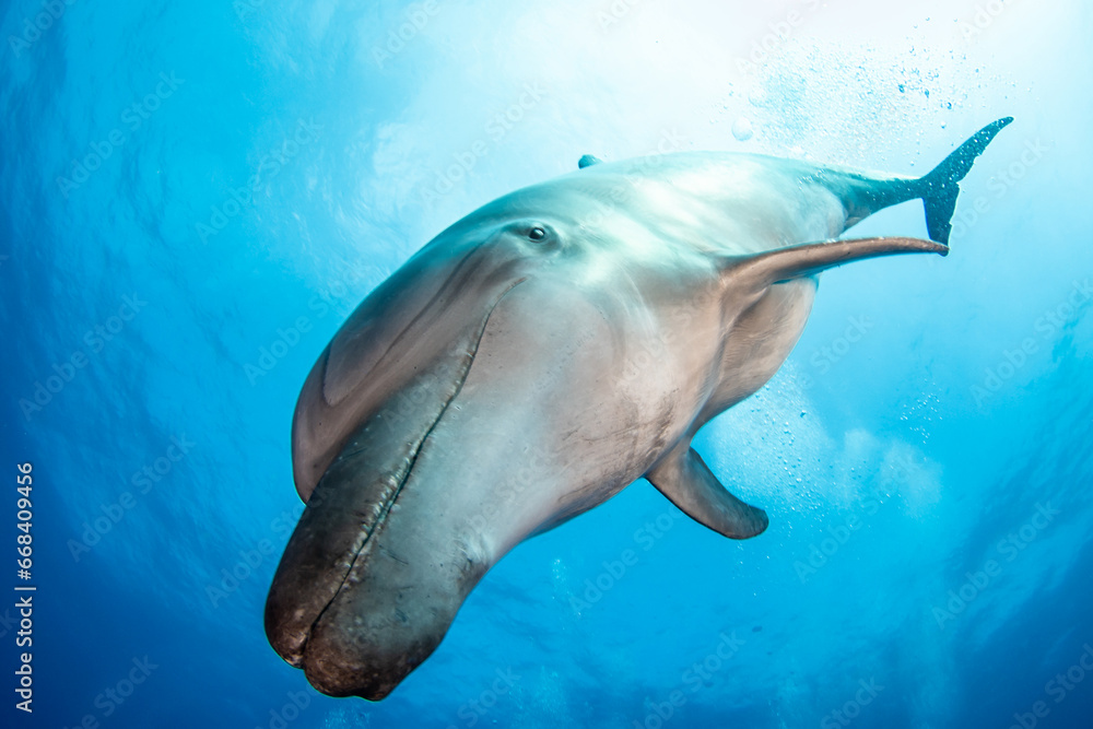 Fototapeta premium Bottlenose dolphin, French Polynesia