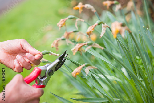 Woman deadheading daffodils in a UK garden photo