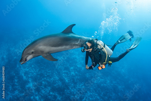 Bottlenose dolphin, French Polynesia photo