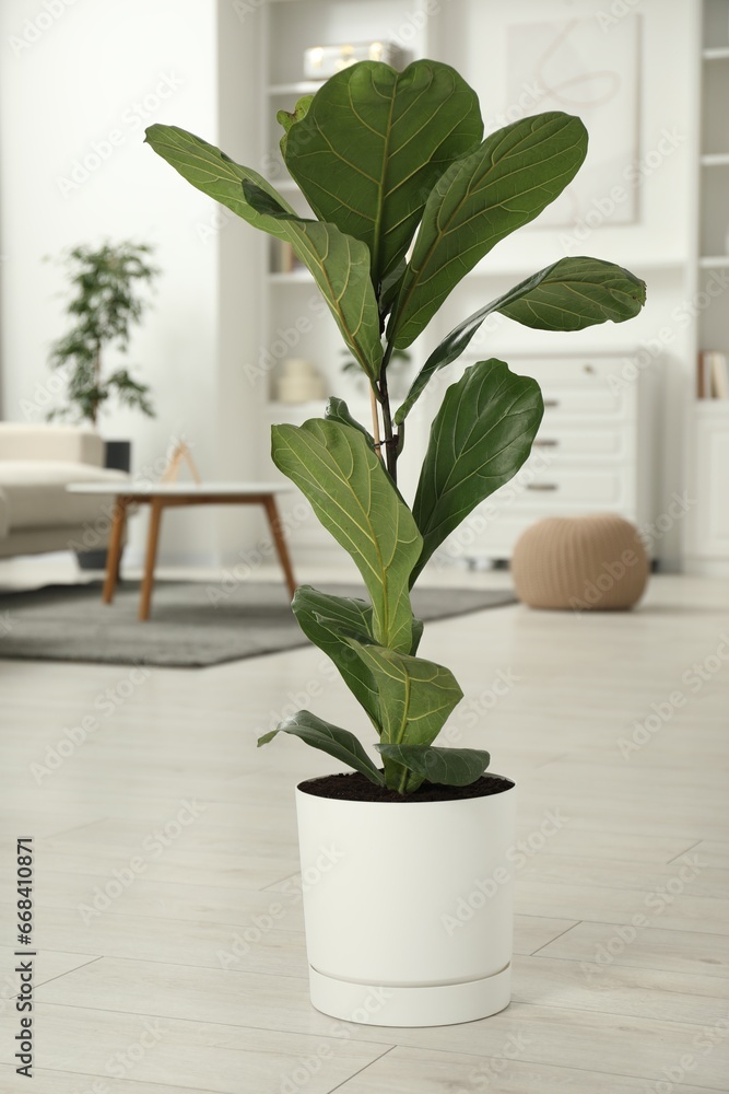 Fiddle Fig or Ficus Lyrata plant with green leaves at home Fiddle Fig or Ficus Lyrata plant with green leaves at home