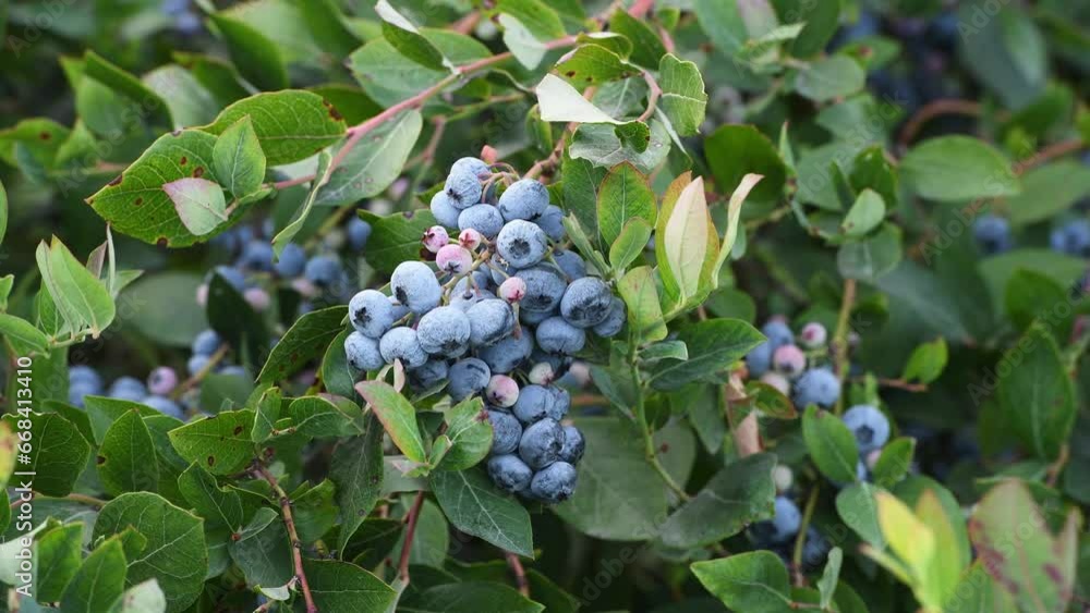 Bunch of blueberries among green leaves gently rocking in gentle breeze on agricultural farm in the Skagit Valley of Washington State
Bunch of blueberries among green leaves gently rocking in gentle breeze on agricultural farm in the Skagit Valley of Washington State