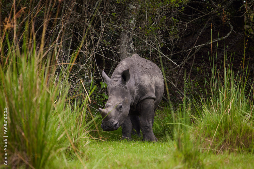Baby Rhino Standing and Facing Camera Baby Rhino Standing and Facing Camera