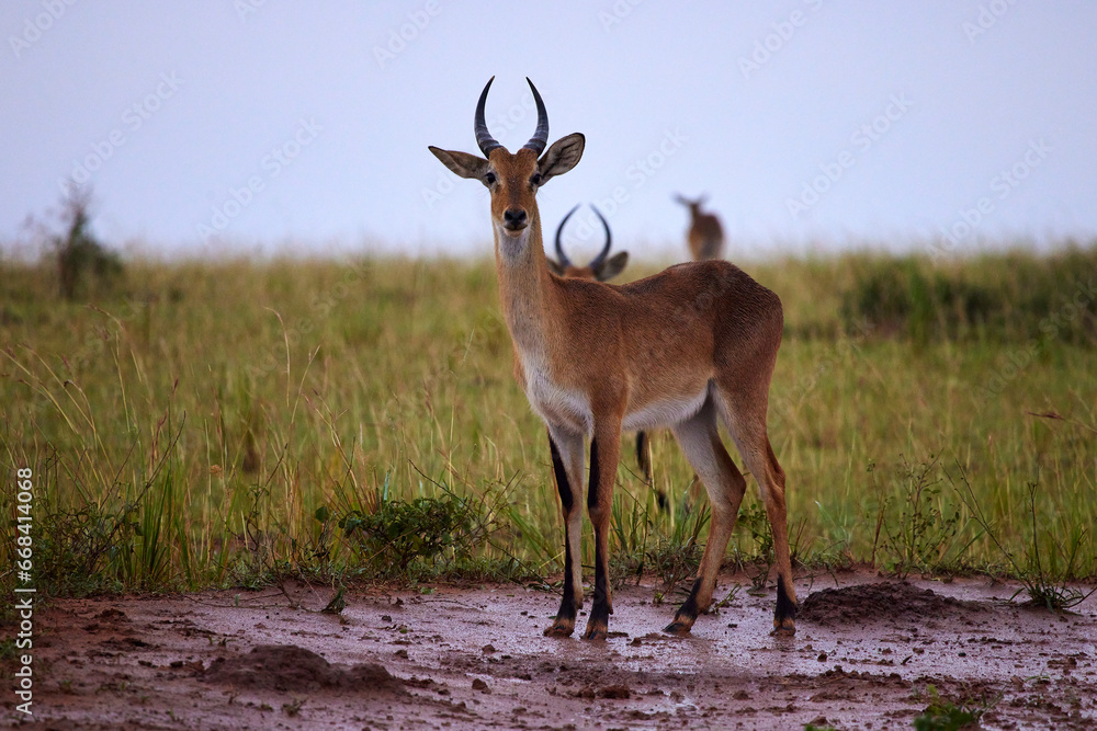Fototapeta premium African Kob Standing in Mud Alone