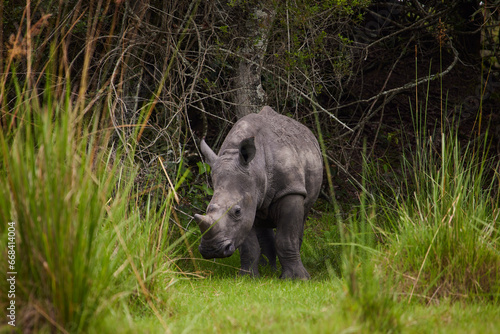 Baby Rhino Standing and Facing Camera