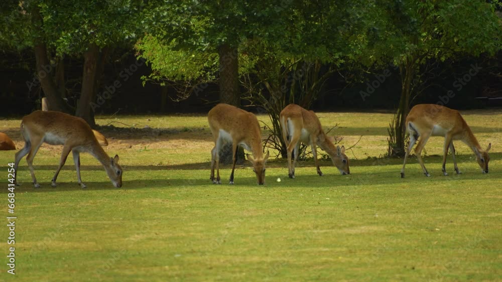 Close up of a antelopes grassing on a meadow on a sunny day. Close up of a antelopes grassing on a meadow on a sunny day.