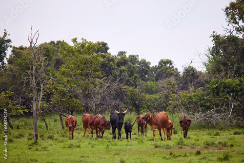 African Long-Horned Cattle Herd in Field © brock