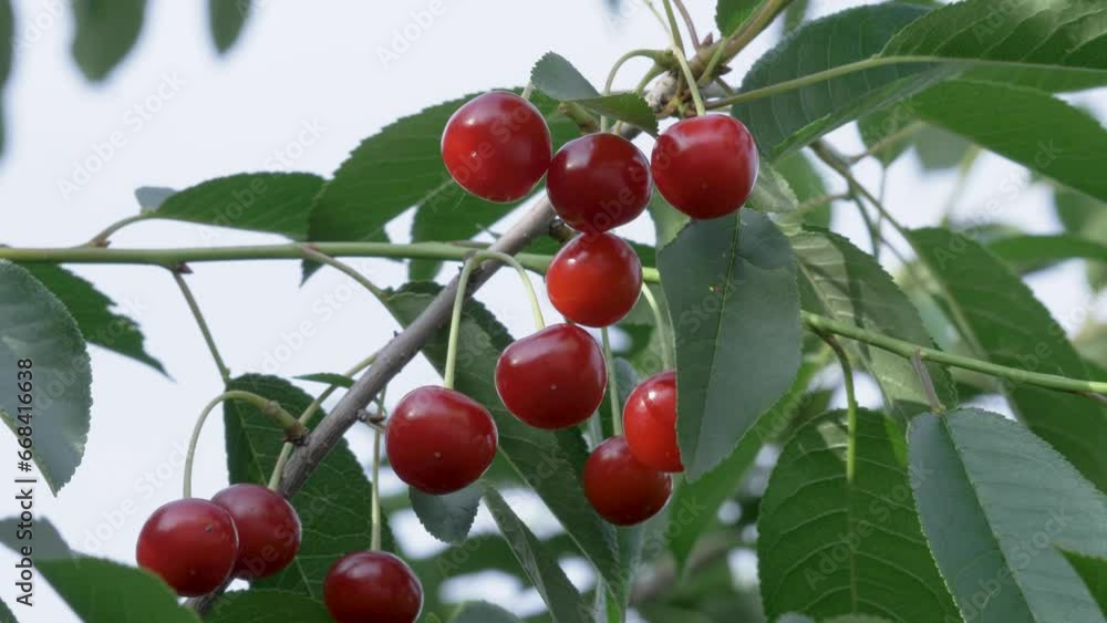 Organic cherries on cherry tree in fruit garden in summer. Ripe fruit and healthy food concept. Berry harvest in summer. Ripe cherries ready for picks. Summer breeze Organic cherries on cherry tree in fruit garden in summer. Ripe fruit and healthy food concept. Berry harvest in summer. Ripe cherries ready for picks. Summer breeze