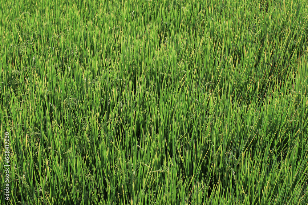 Obraz premium Green paddle rice field in the countryside. Agricultural landscape and background concept. Close up Nature food. 