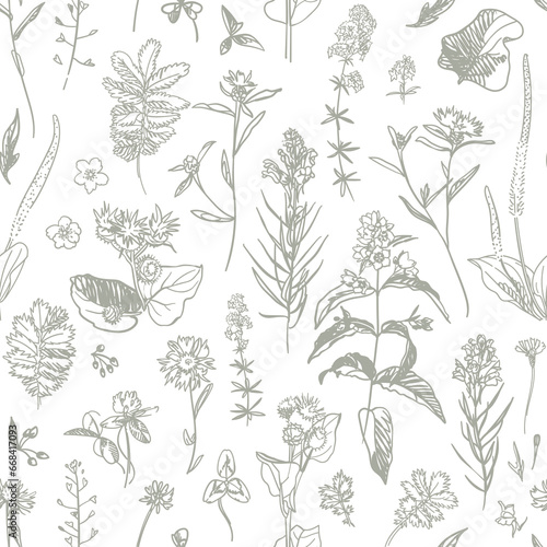 Fototapeta Naklejka Na Ścianę i Meble -  Wild flower on a white background. Wild herbs for wallpaper, textile, wrapping paper. Sketch style. Hand drawn vector seamless pattern
