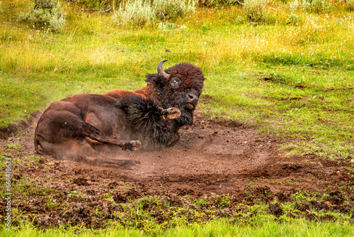 Buffalo Wallow
