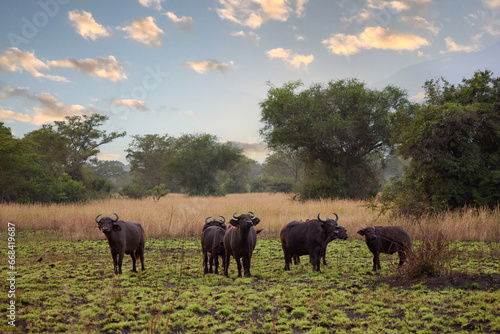Herd of African Buffalo in Field