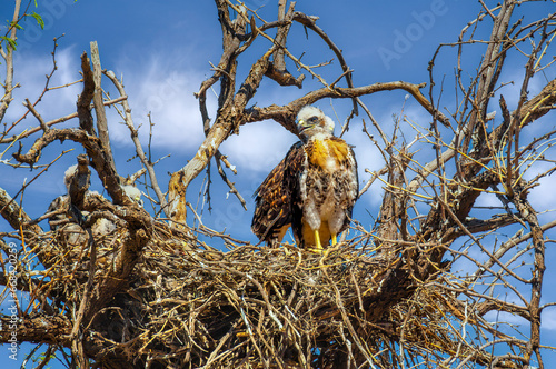 Red Tailed Hawk Chick