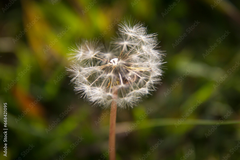 Fototapeta premium Diente de león