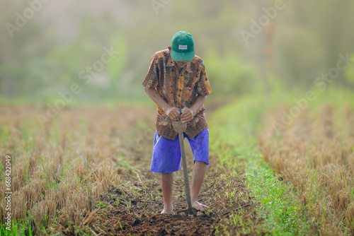 A farmer using a soil fork to dig the soil in the rice field (petani menggunakan garpu tanah untuk menggemburkan tanah di sawah)  photo