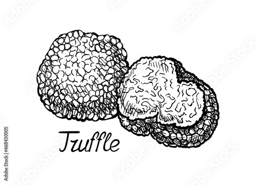 Hand drawn mushroom concept. Minimalistic sketch of truffle. Natural and organic product. Botany and horticulture. Linear flat vector illustration isolated on white background