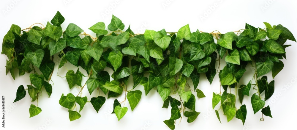 Green leaves of a Javanese treebine or Grape ivy plant hanging on a white background with clipping path - obrazy, fototapety, plakaty 