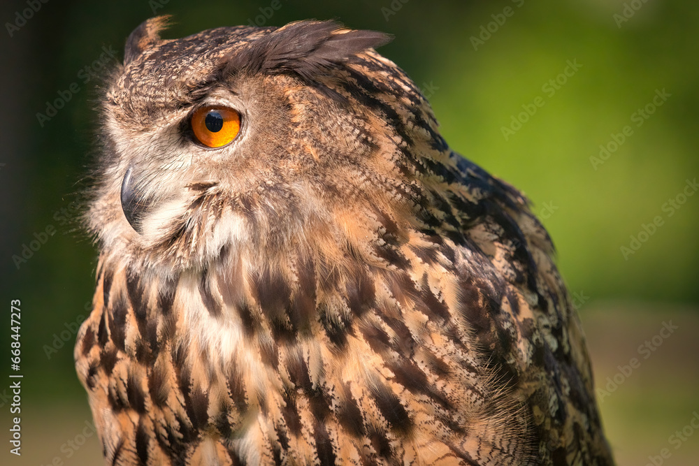 Eurasian Eagle-Owl bird close-up looking to the side Eurasian Eagle-Owl bird close-up looking to the side