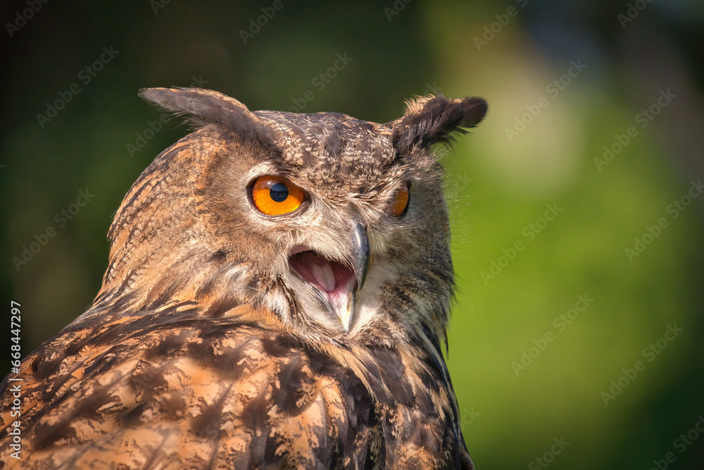 Closeup Portrait of an Eurasian Eagle-Owl with mouth open Closeup Portrait of an Eurasian Eagle-Owl with mouth open
