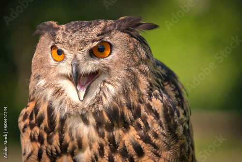 Closeup Portrait of an Eurasian Eagle-Owl with mouth open