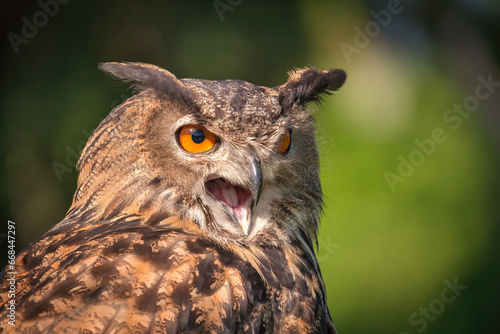 Closeup Portrait of an Eurasian Eagle-Owl with mouth open