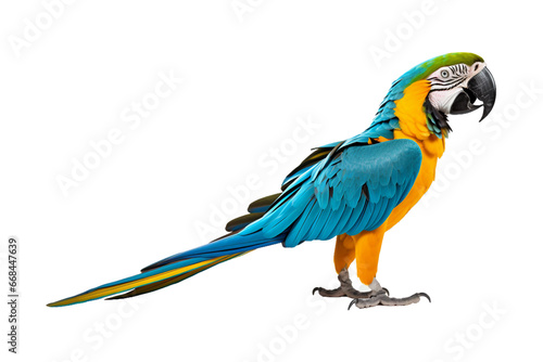 side view full body of blue and yellow macaw bird standing isolated on a transparent background. Generative AI