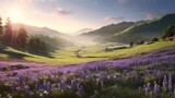 lavender field in the mountains