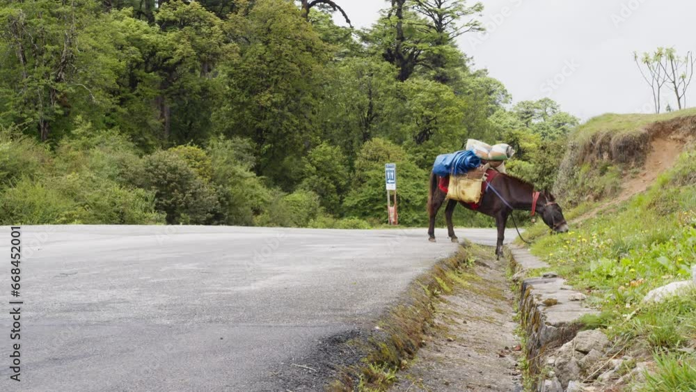 A brown horse carrying luggage grazing on the side of a road A brown horse carrying luggage grazing on the side of a road