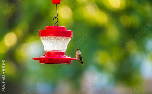 Ruby-Throated Hummingbird sits on a nectar feeder © Jennifer Davis