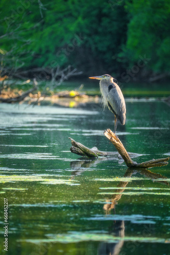 Great Blue Heron Bird stands watch on a fallen tree branch in the water with a forest in the background