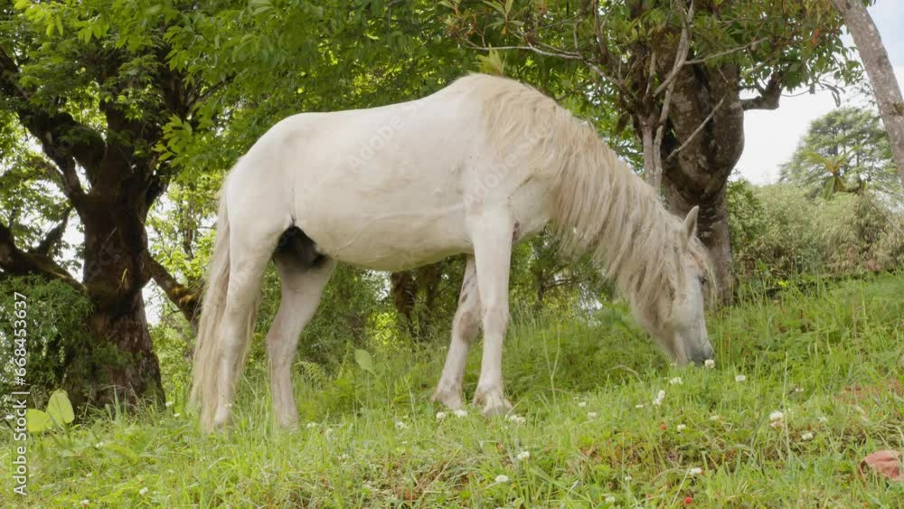 A white horse eating grass, a grazing white horse A white horse eating grass, a grazing white horse