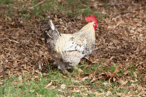 GALLO EN CAMPO