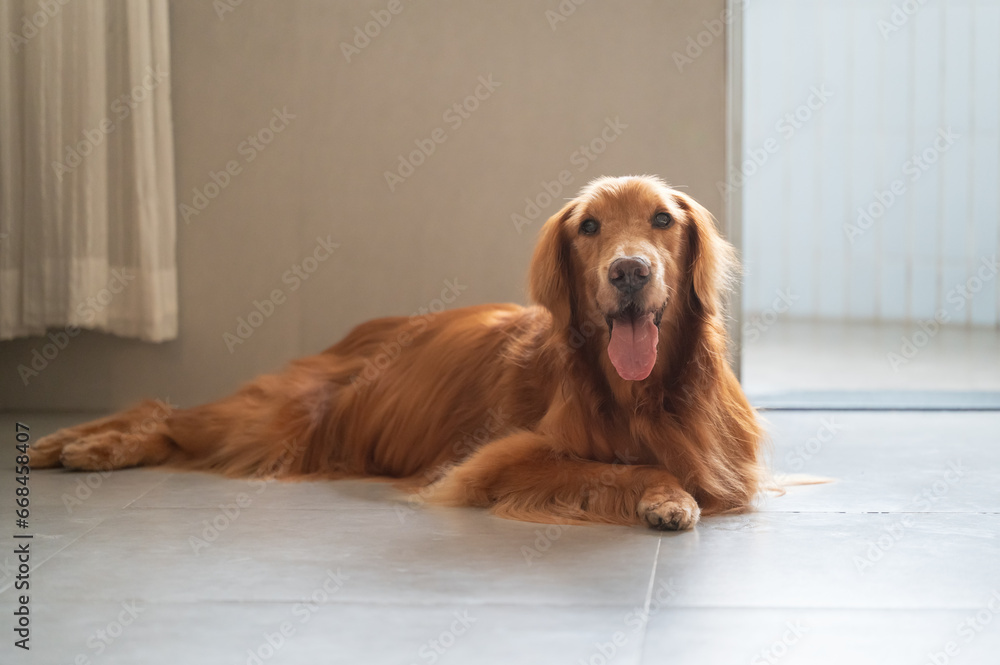 Golden Retriever on the floor