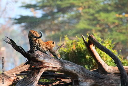 Photography Wildlife of Lake  Nakuru, Kenya