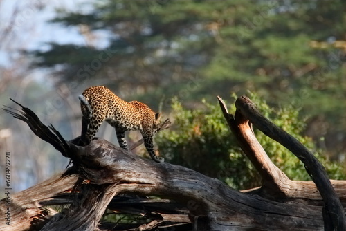 Canvas Print Wildlife of Lake  Nakuru, Kenya