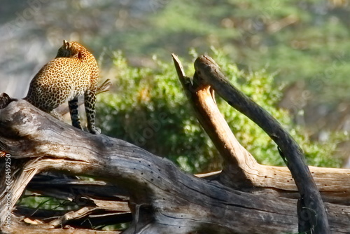Photography Wildlife of Lake  Nakuru, Kenya