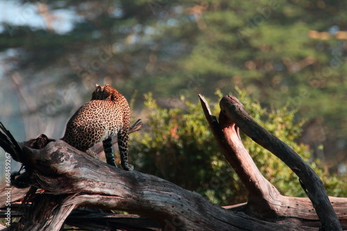 Photography Wildlife of Lake  Nakuru, Kenya