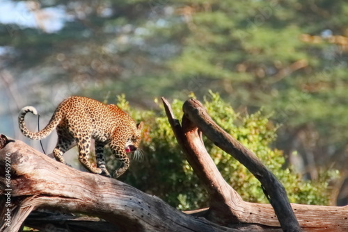 Photography Wildlife of Lake  Nakuru, Kenya