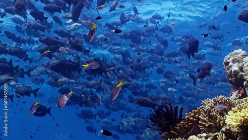 Yellowtail Demoiselle swim in bright blue water, Great Barrier Reef. A school of Chub fish float along in the background. 