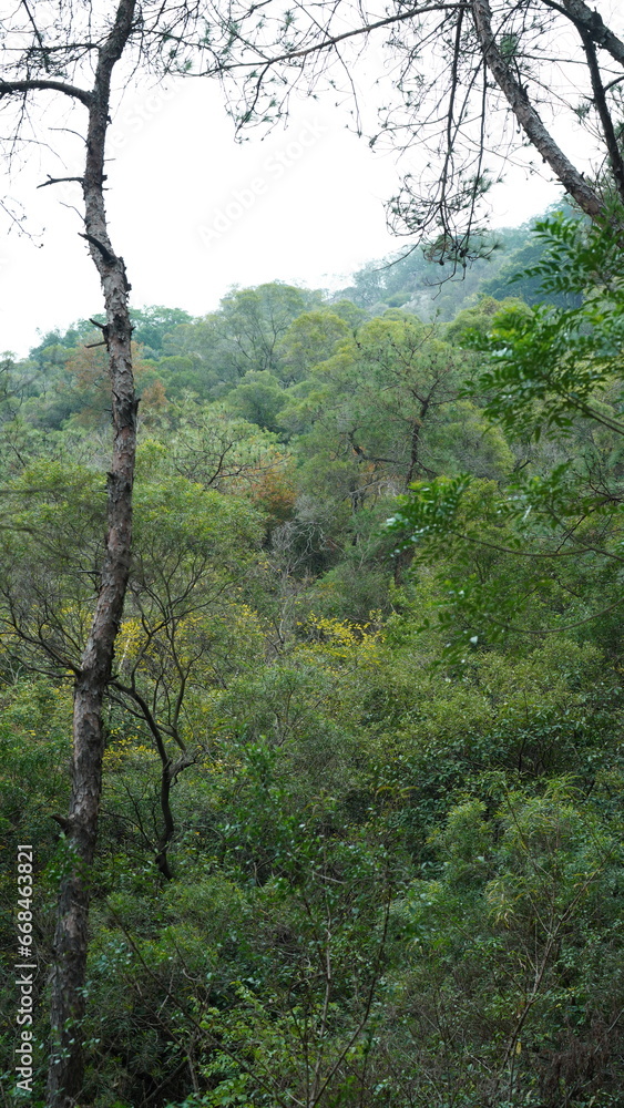 The park view with the green big old trees on the south of the China The park view with the green big old trees on the south of the China